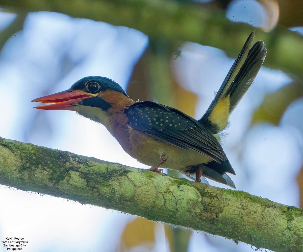 Blue-capped Kingfisher - ML615329019