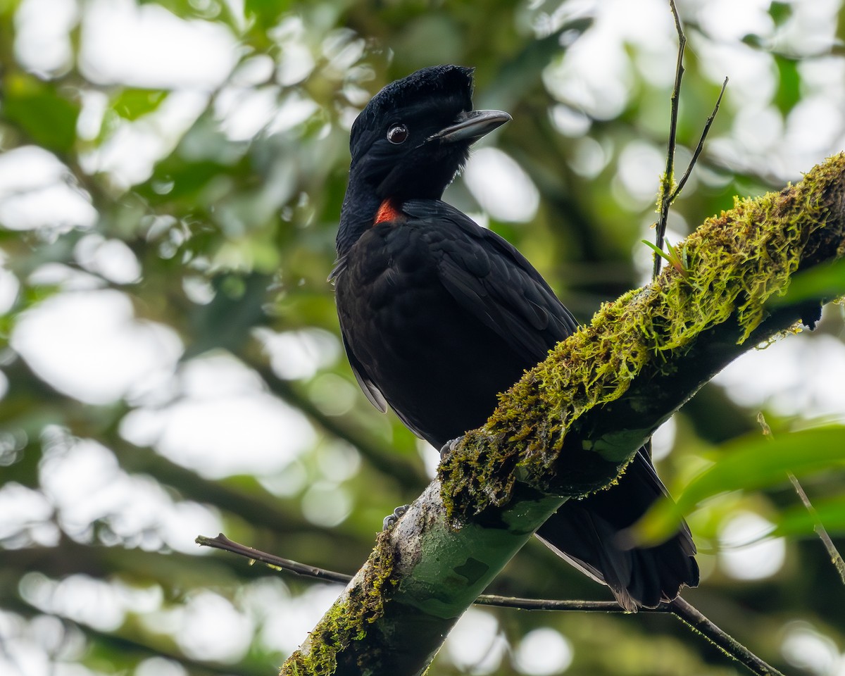 Bare-necked Umbrellabird - Andres Paniagua
