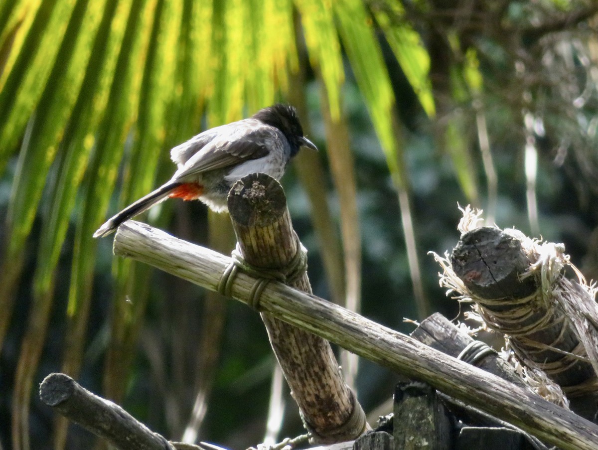Red-vented Bulbul - ML615329175