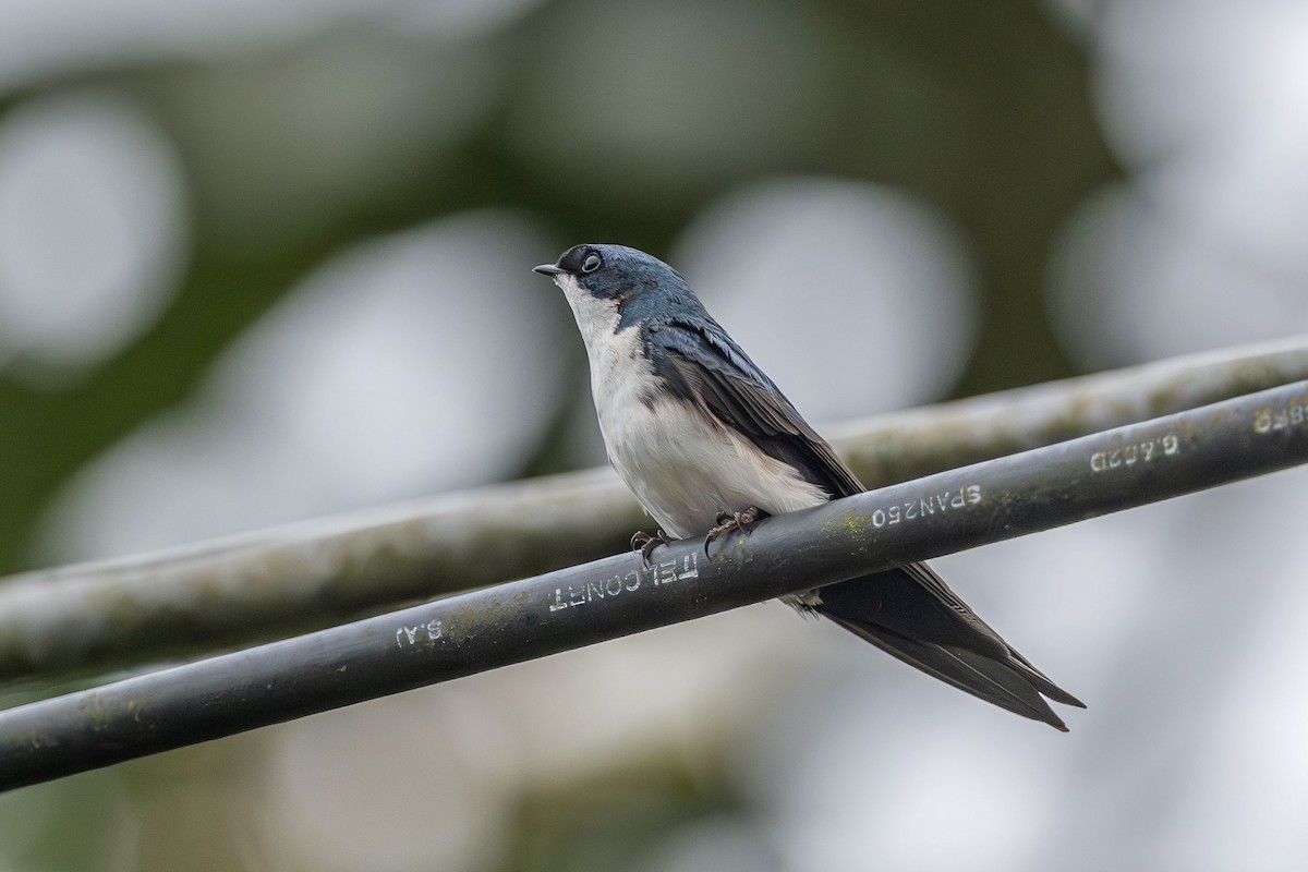Blue-and-white Swallow (cyanoleuca) - ML615329323