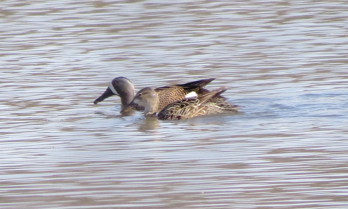 Blue-winged Teal - ML615329327