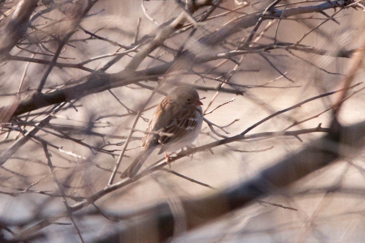 Field Sparrow - David Ferris