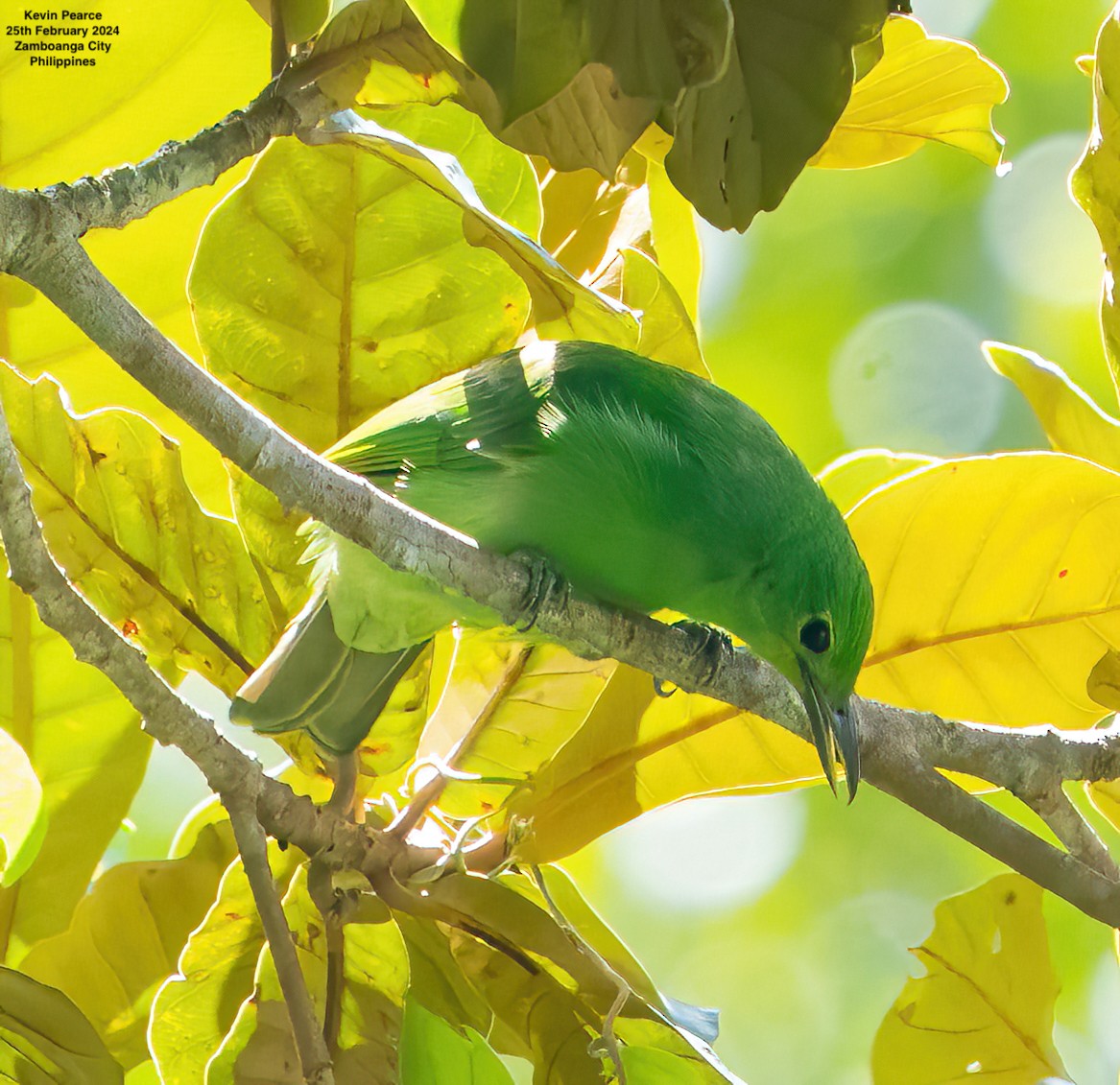 Philippine Leafbird - ML615329394
