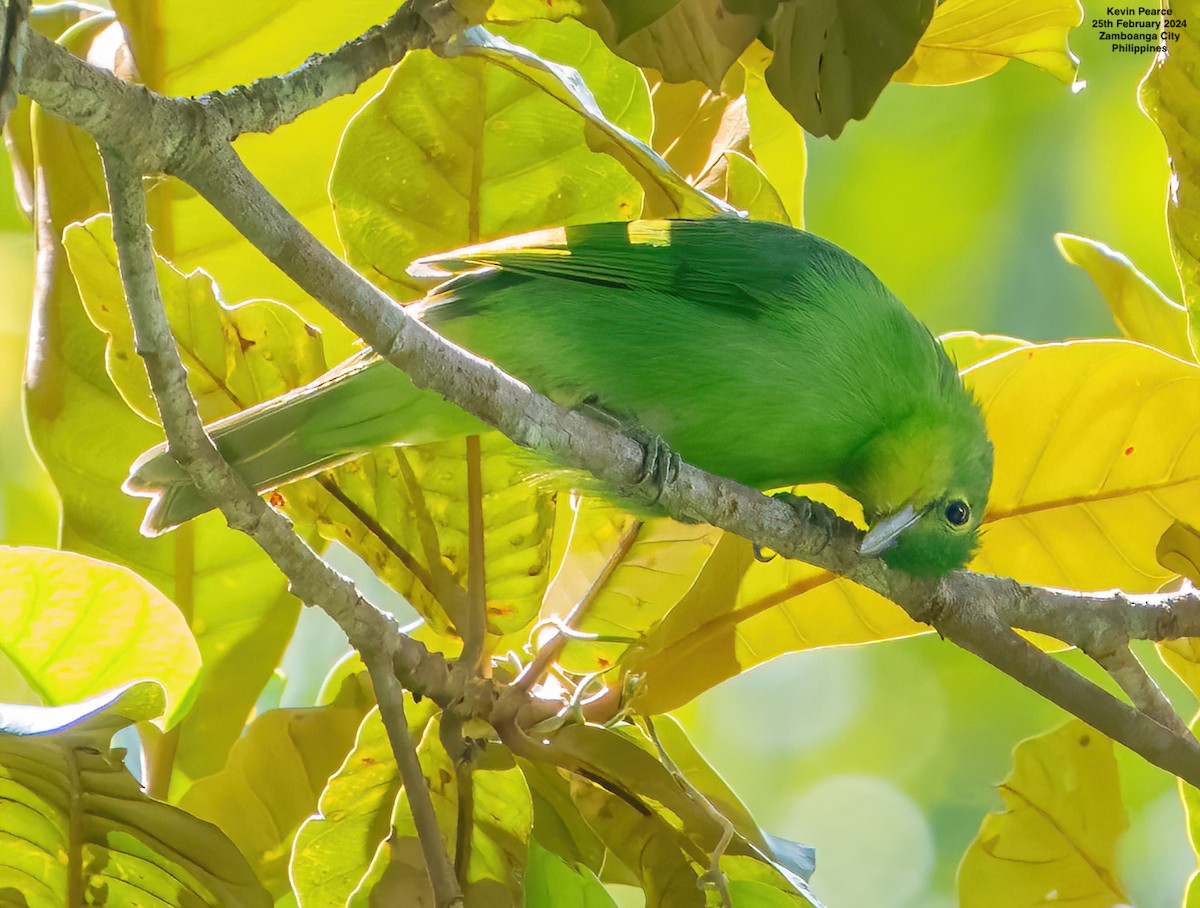 Philippine Leafbird - ML615329395