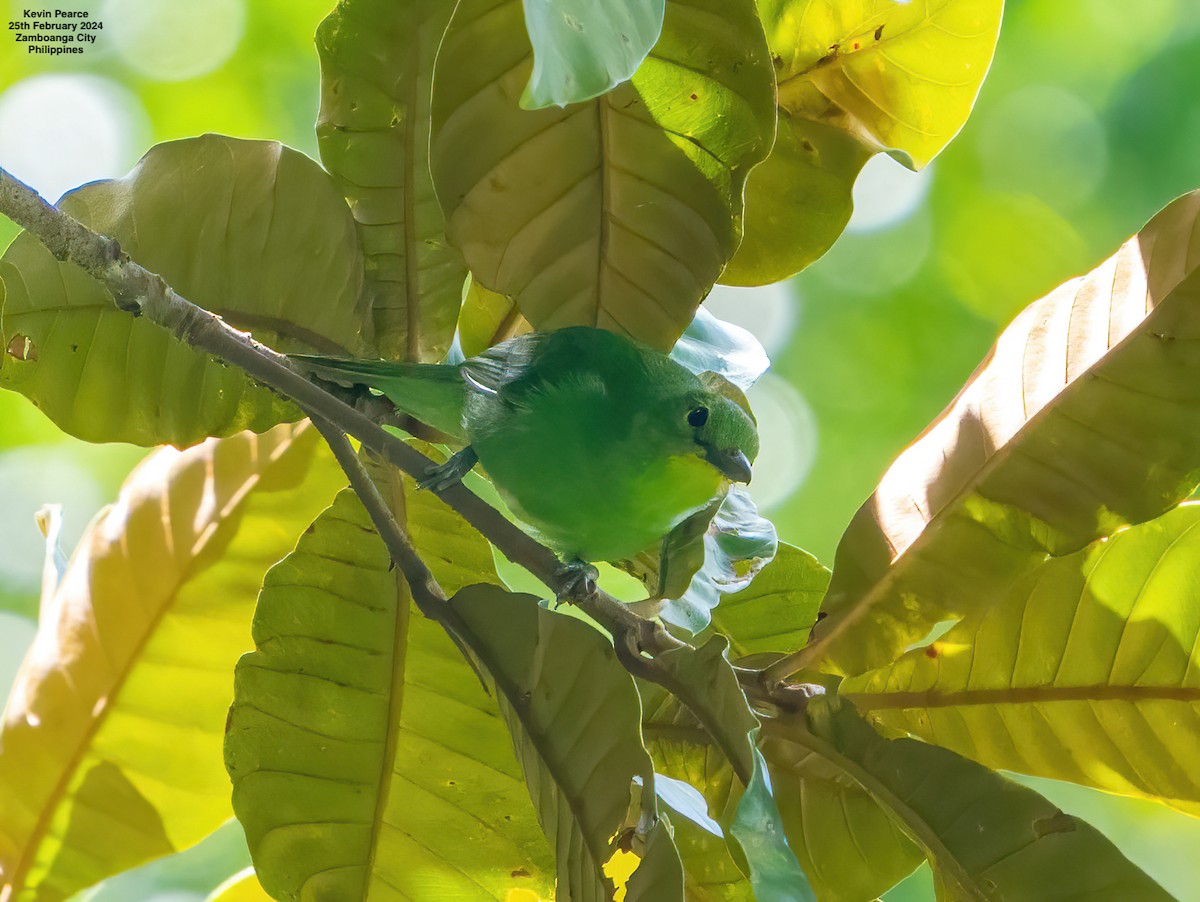Philippine Leafbird - ML615329396