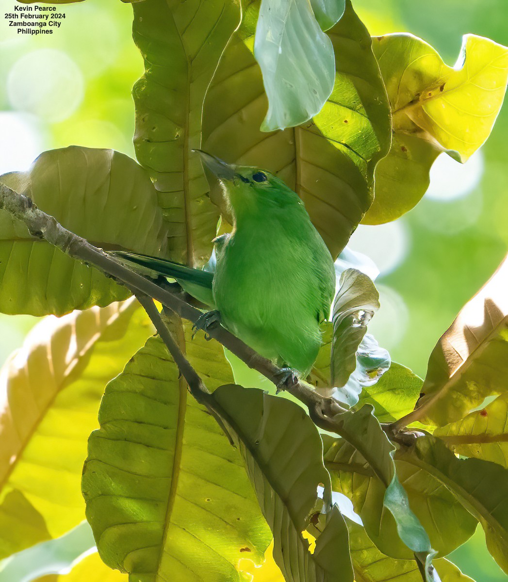 Philippine Leafbird - ML615329397