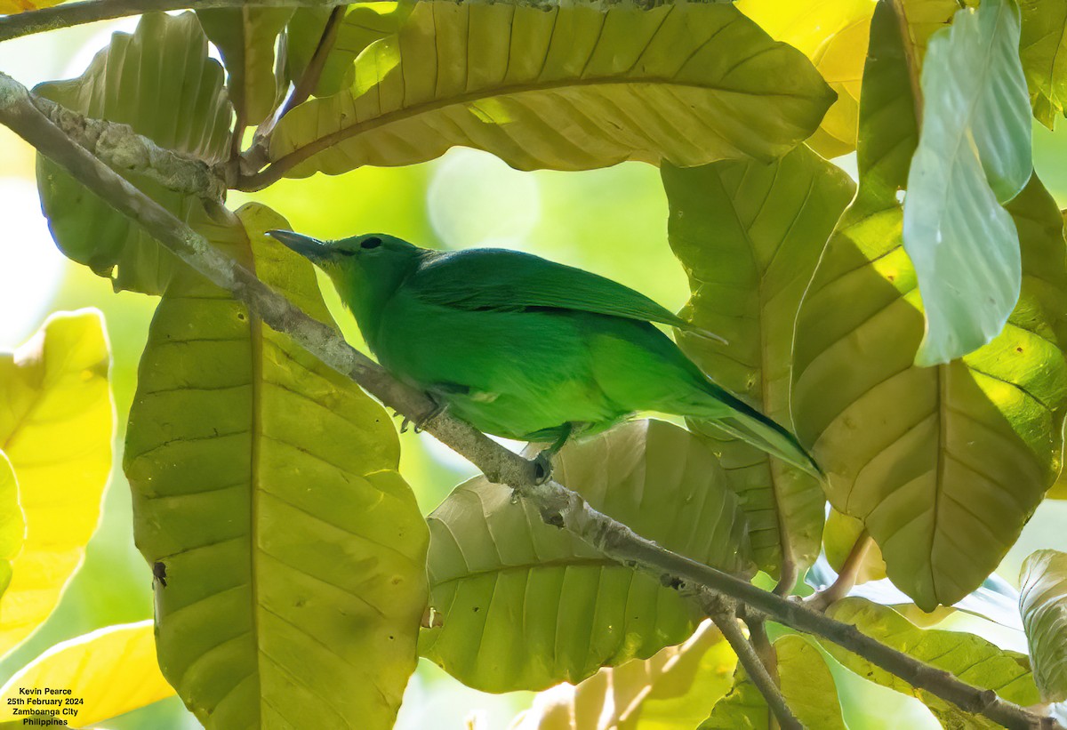 Philippinenblattvogel - ML615329398