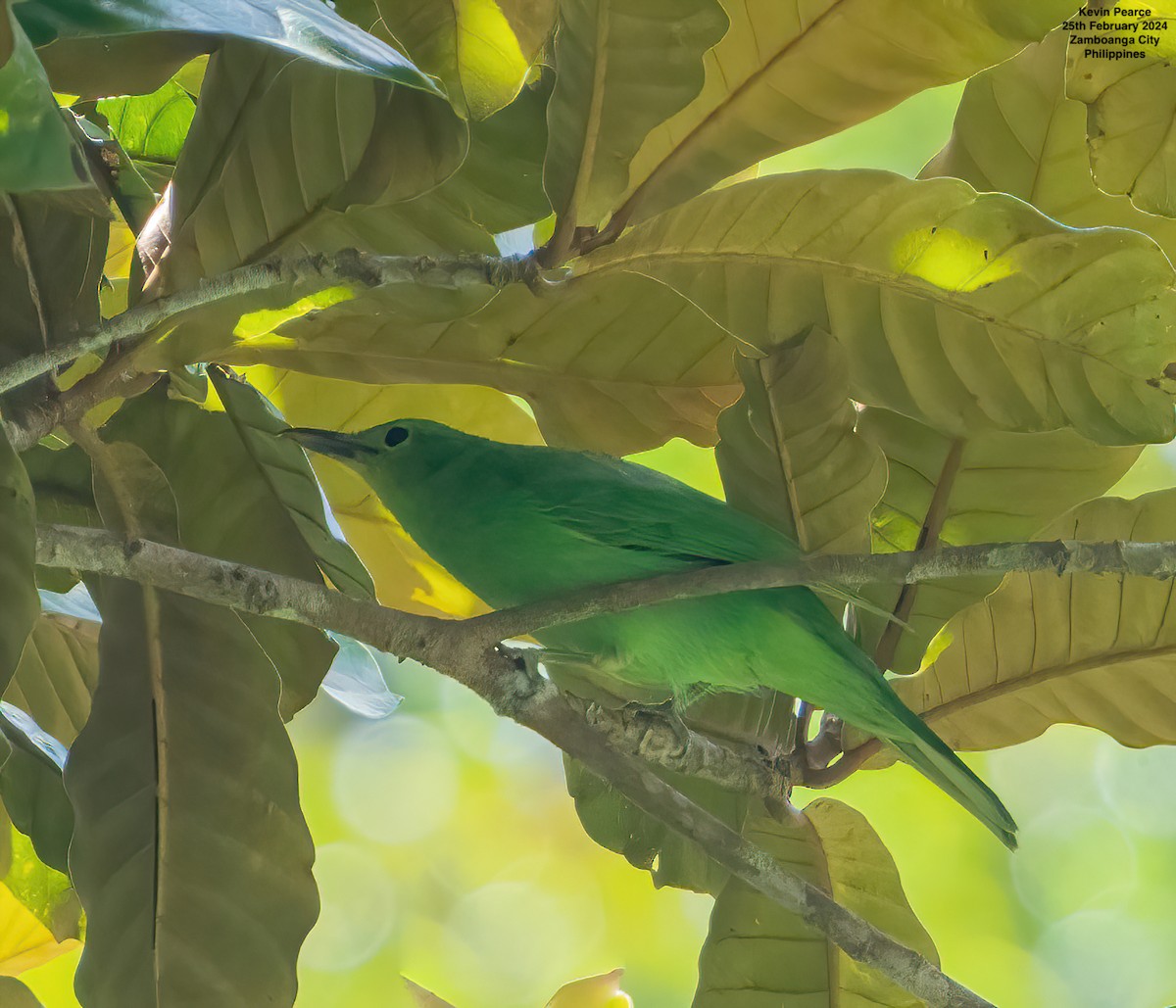 Philippine Leafbird - ML615329399