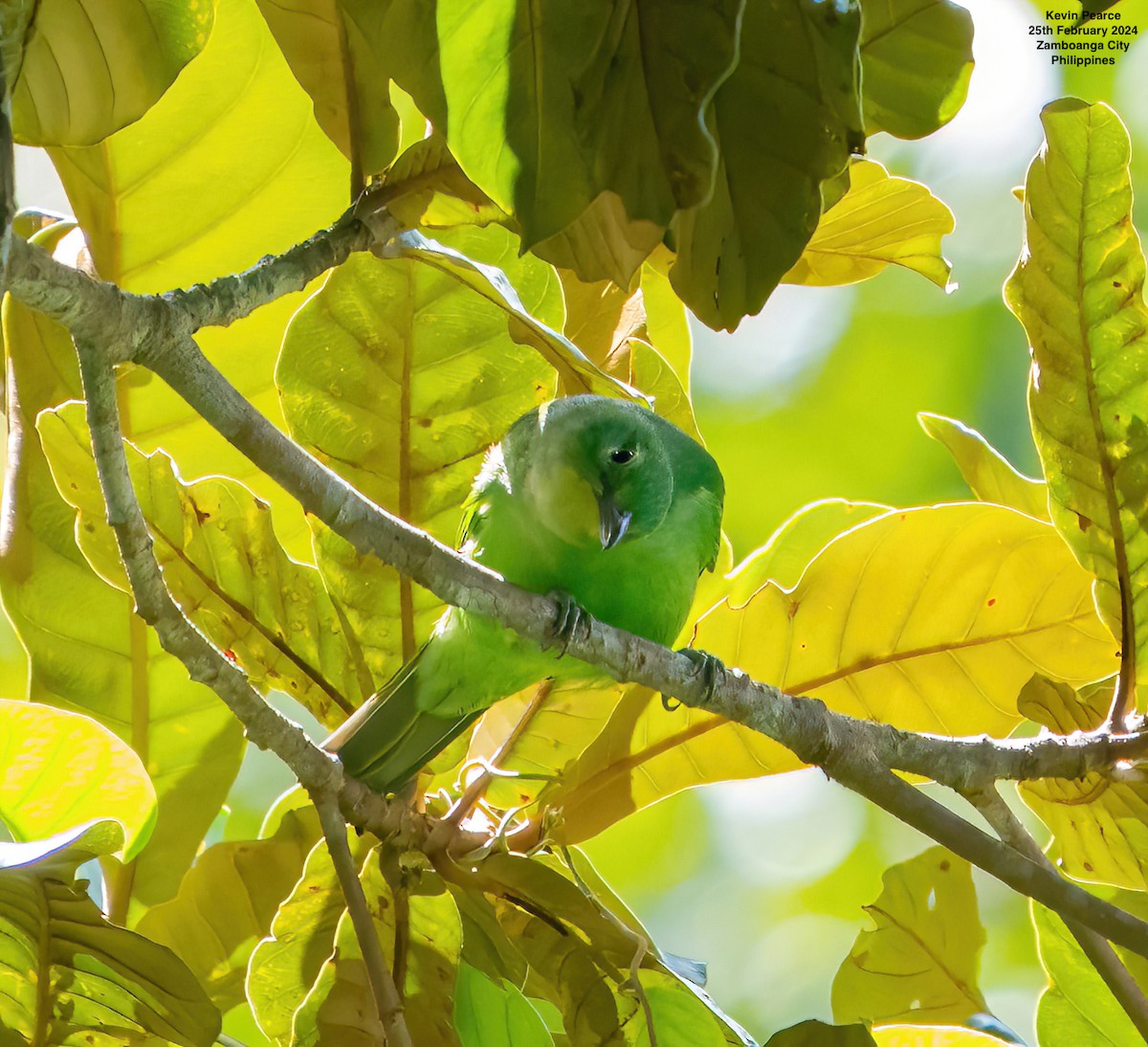 Philippine Leafbird - ML615329400