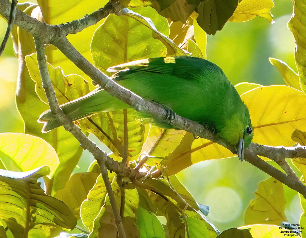 Philippinenblattvogel - ML615329401