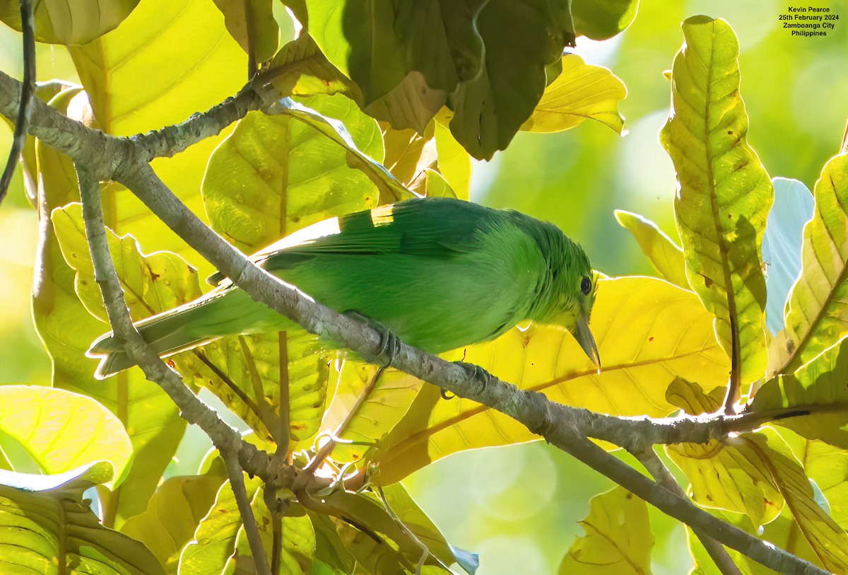 Philippine Leafbird - Kevin Pearce