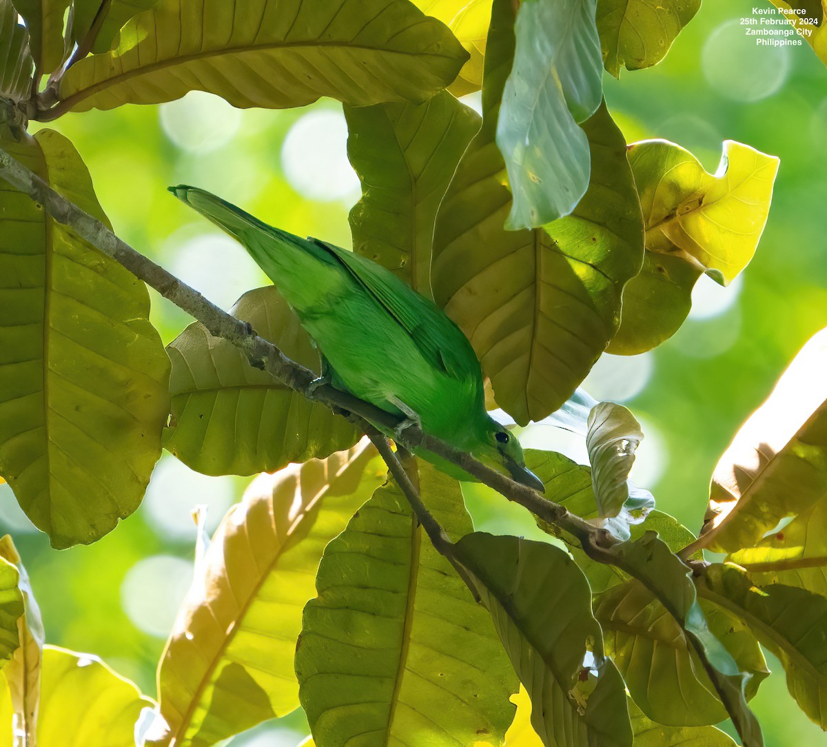 Philippine Leafbird - ML615329405