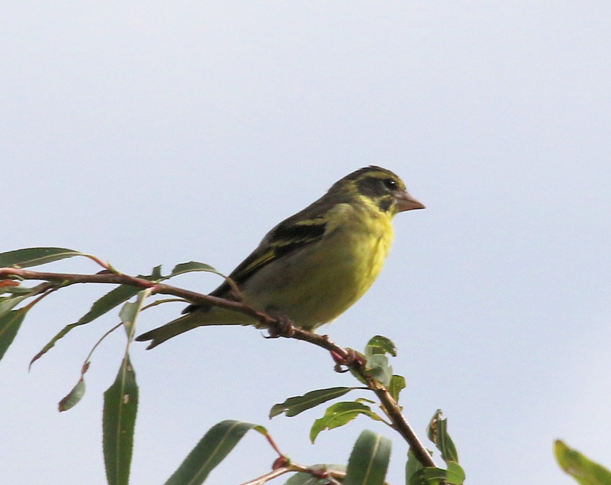 Yellow-breasted Greenfinch - ML615329465