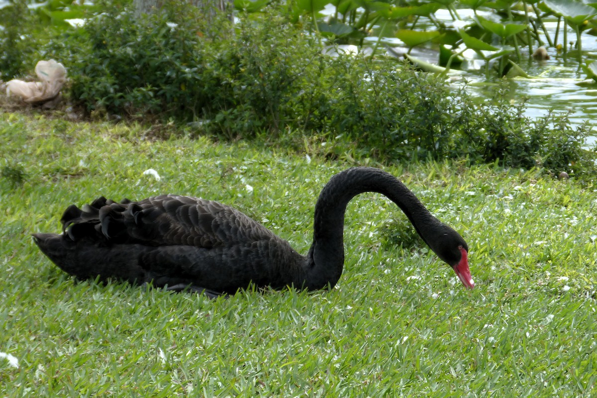 Black Swan - ML615329480