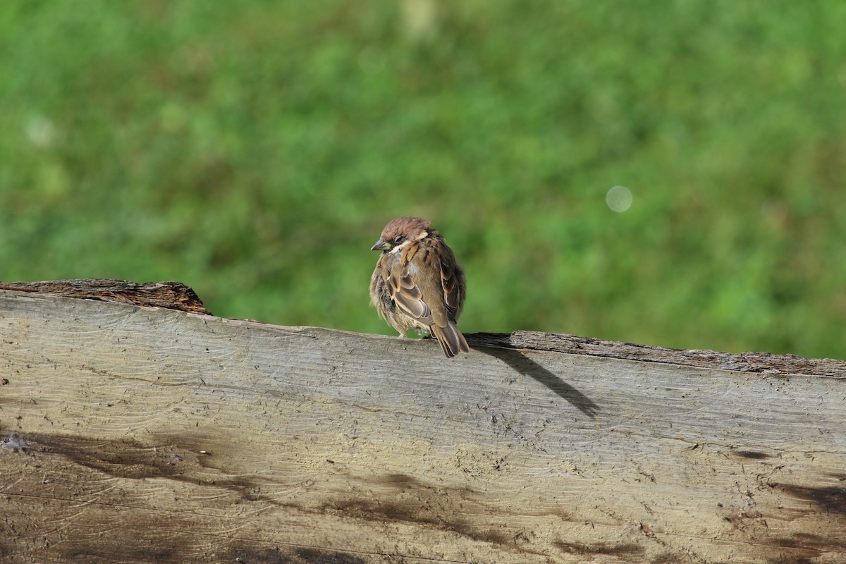 Eurasian Tree Sparrow - ML615329535