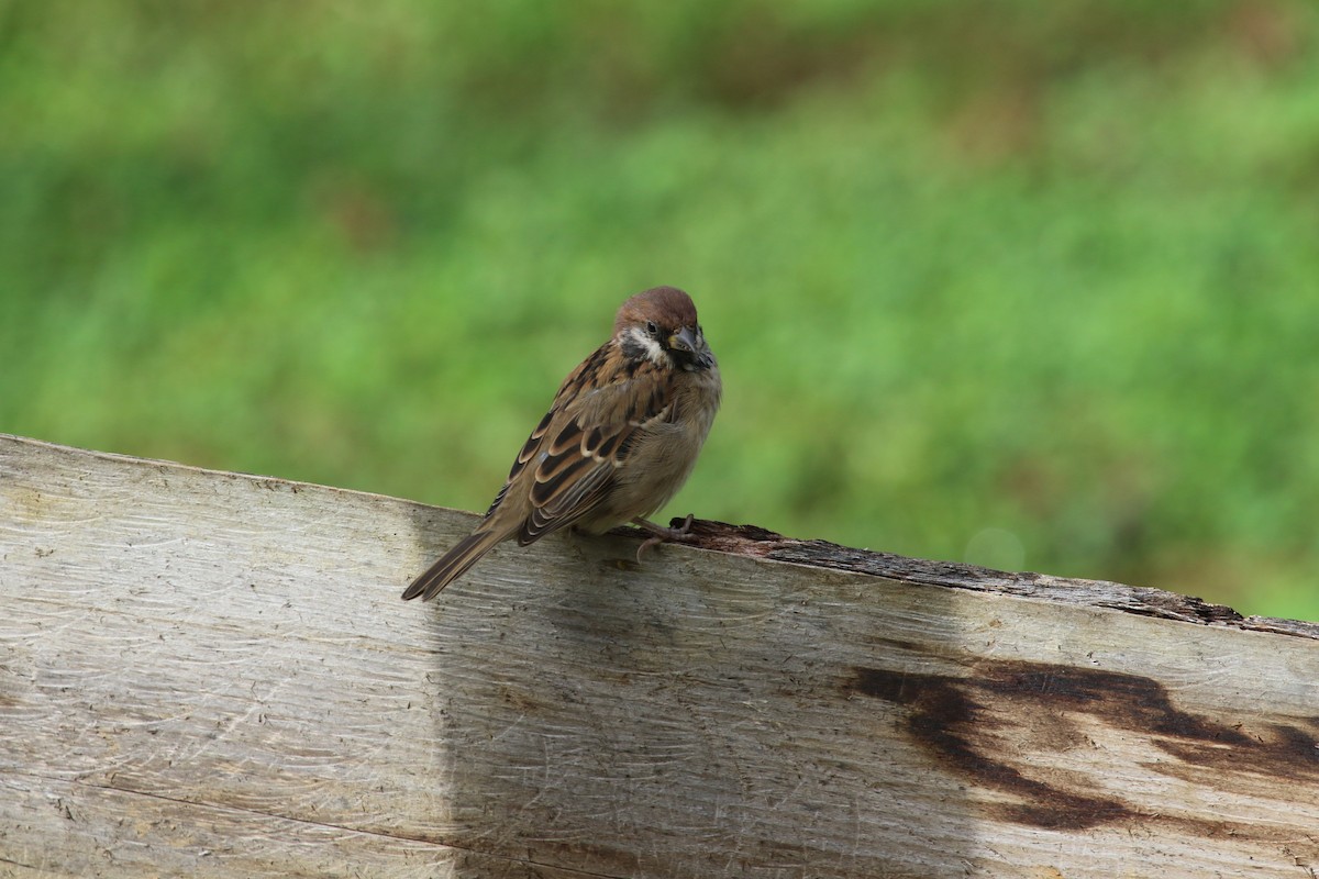 Eurasian Tree Sparrow - Kernan Bell