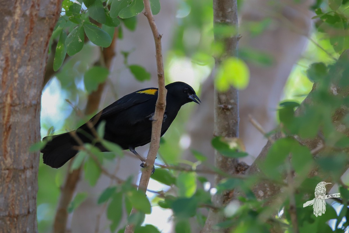 Yellow-shouldered Blackbird - ML615329543
