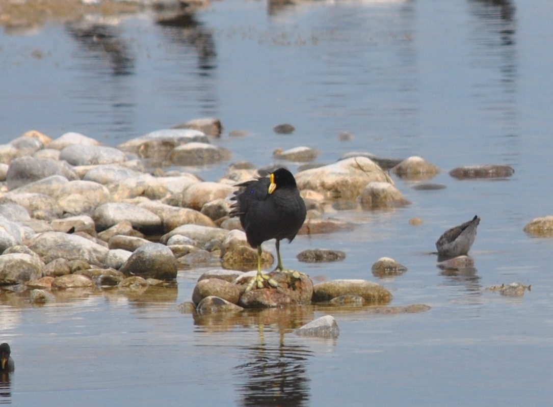 White-winged Coot - ML615329676