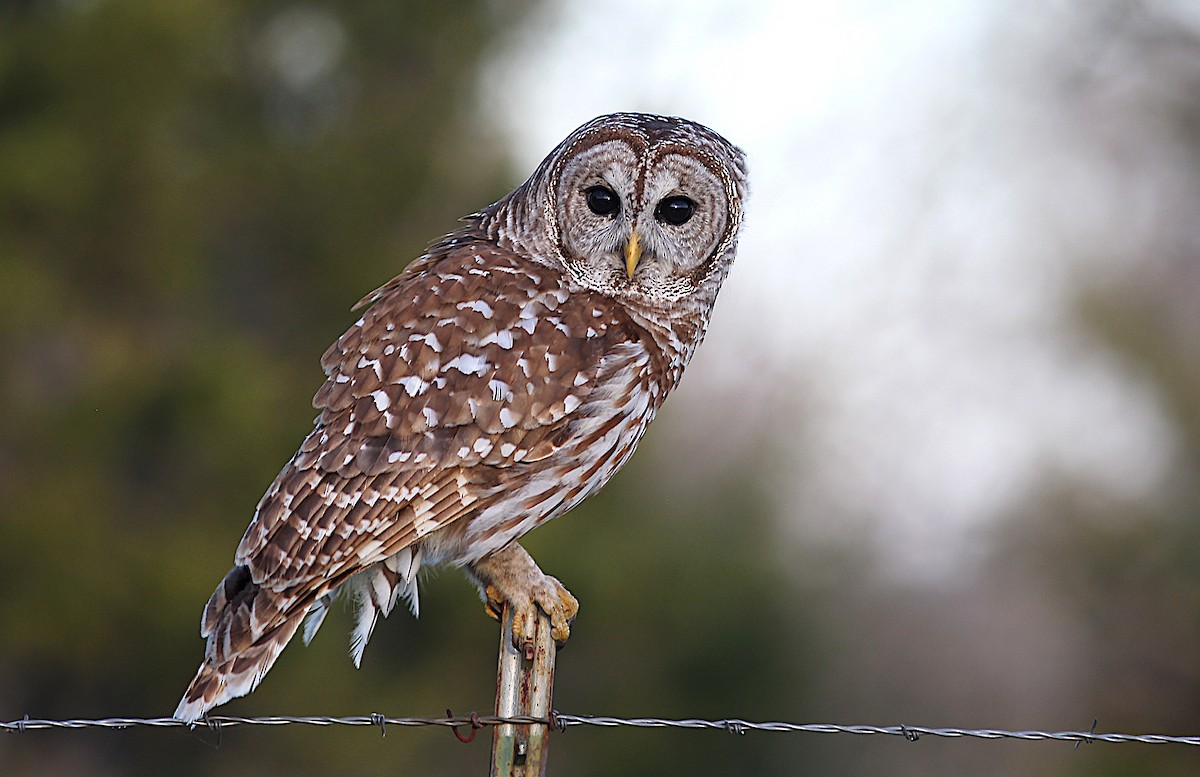 Barred Owl - ML615329844