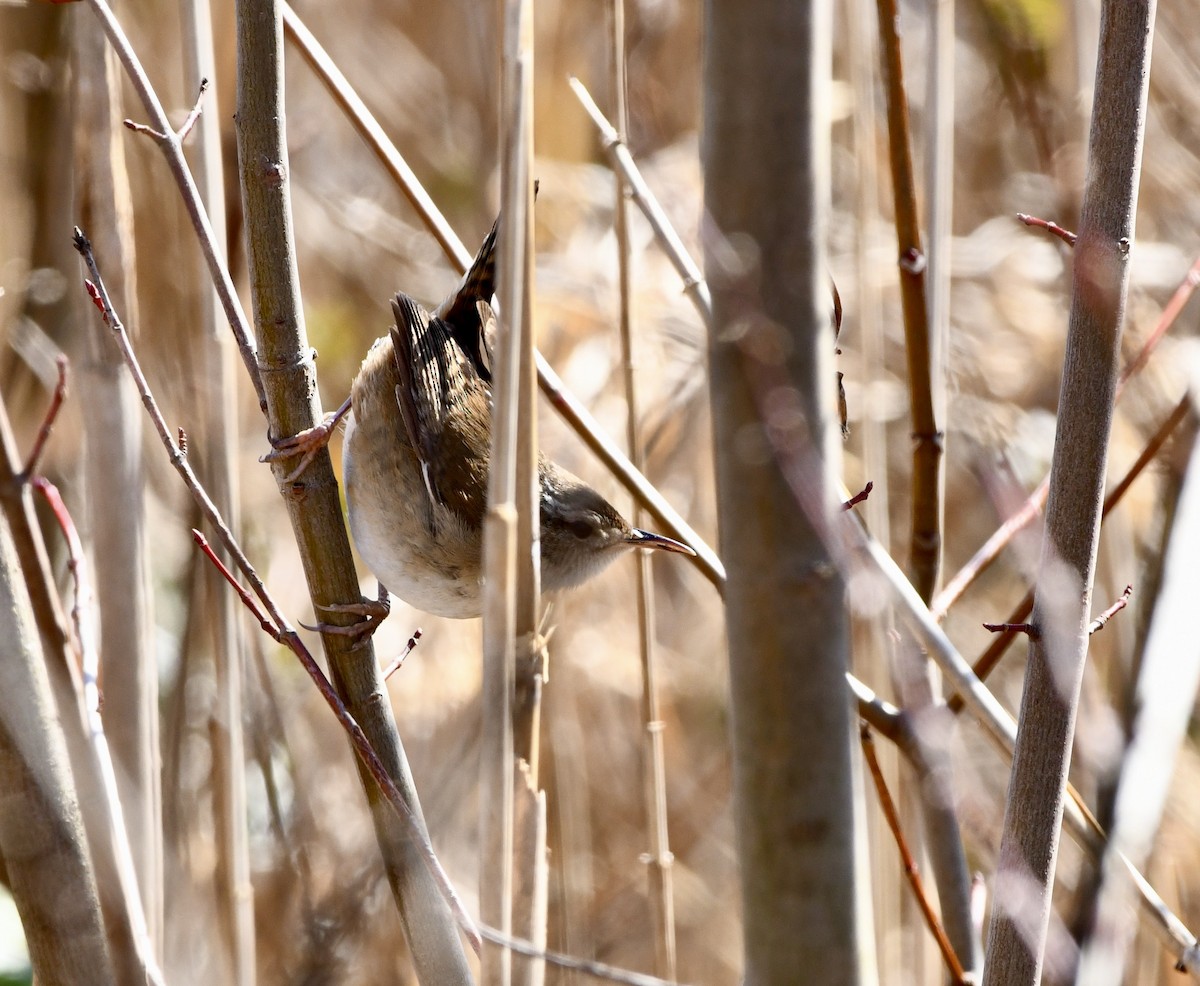 Marsh Wren (palustris Group) - ML615330074