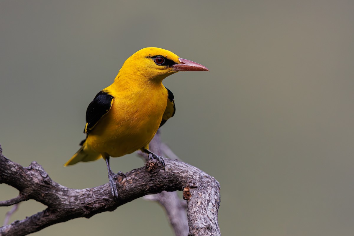 Indian Golden Oriole - ML615330144