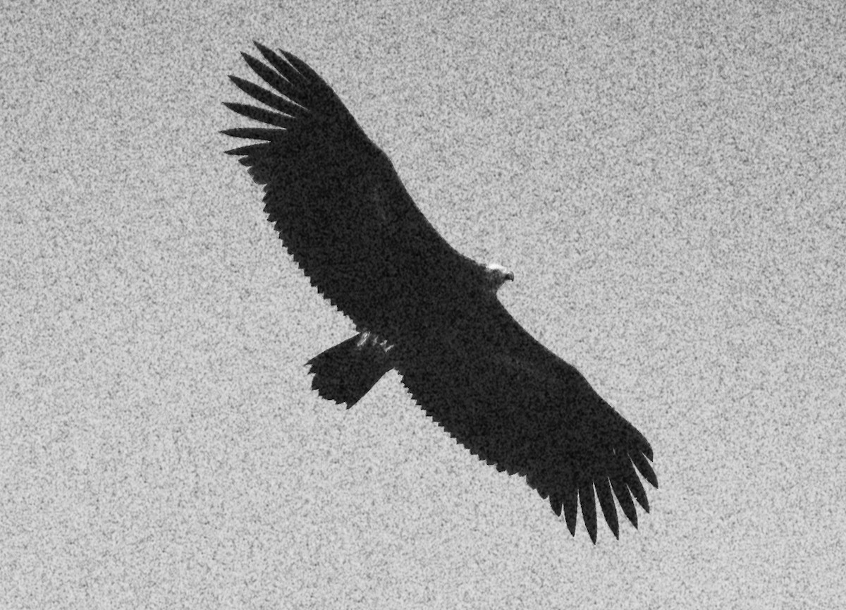 Cinereous Vulture - ML615330171