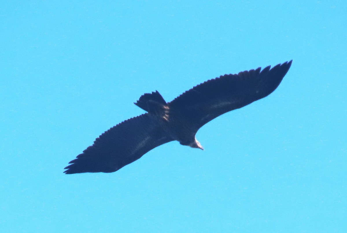 Cinereous Vulture - ML615330172