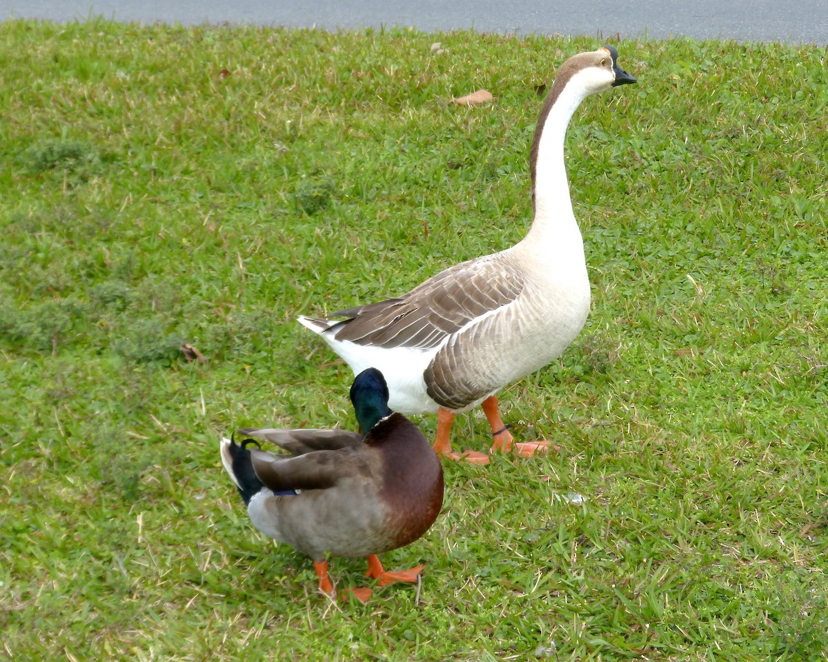Swan Goose (Domestic type) - ML615330174