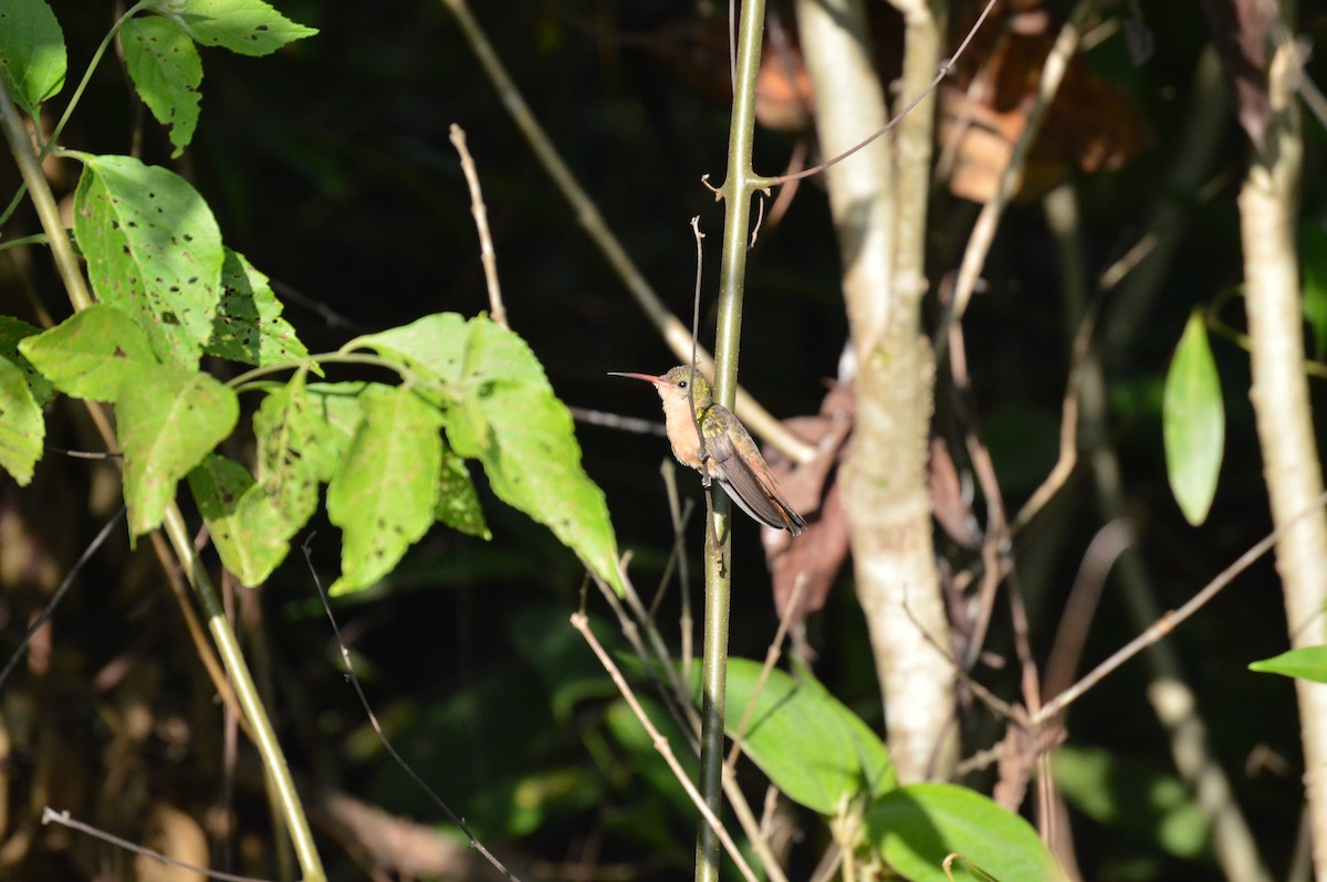 Cinnamon Hummingbird - Mark Buller
