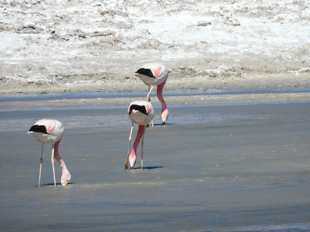 James's Flamingo - ML615330369