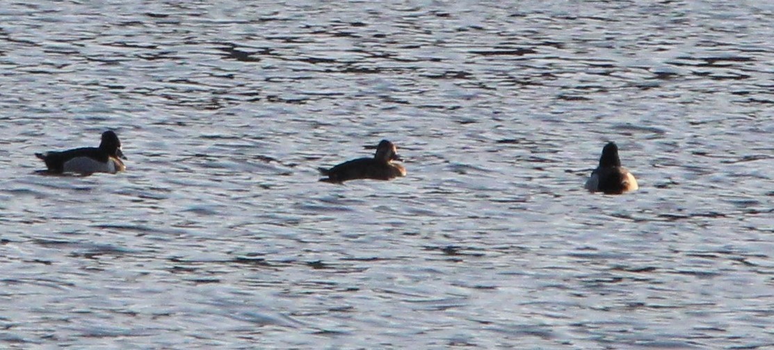 Ring-necked Duck - ML615330401