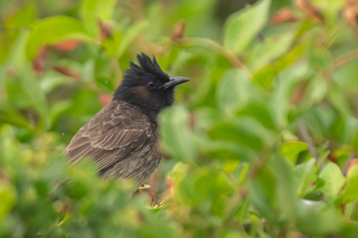 Red-vented Bulbul - ML615330522