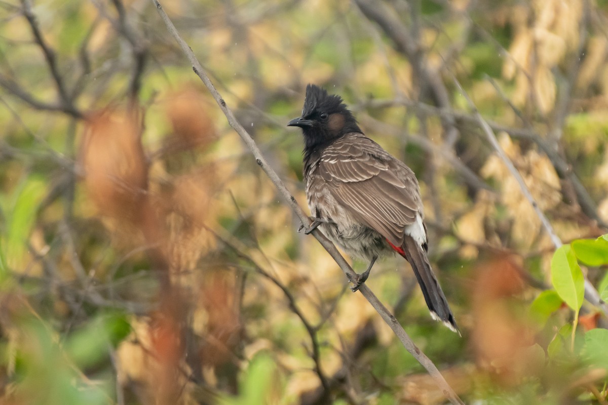 Red-vented Bulbul - ML615330524