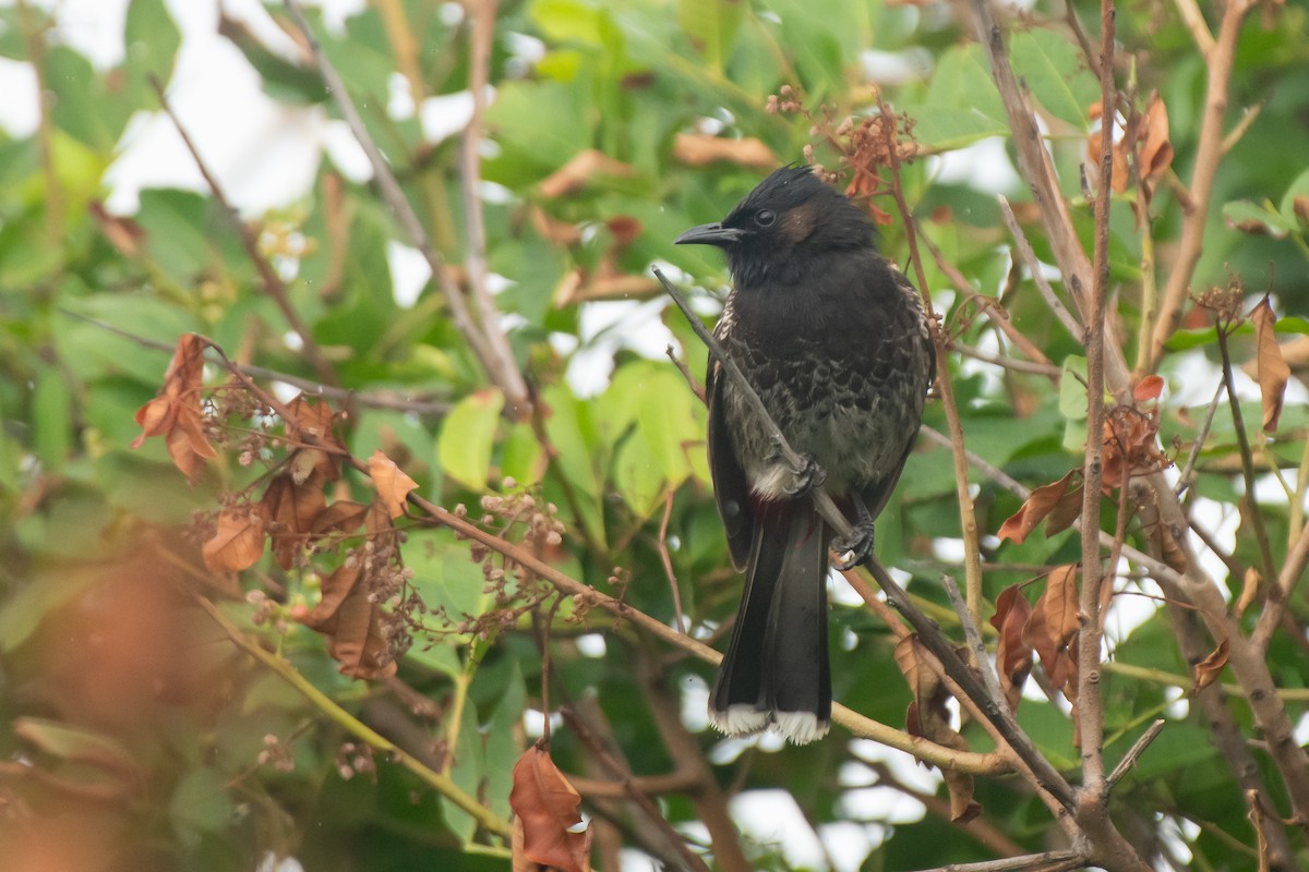 Red-vented Bulbul - ML615330525