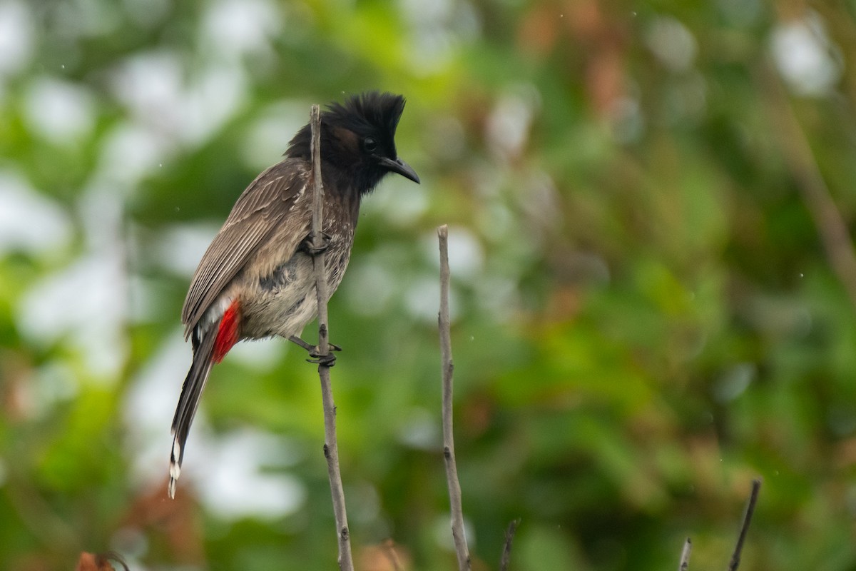 Red-vented Bulbul - ML615330527