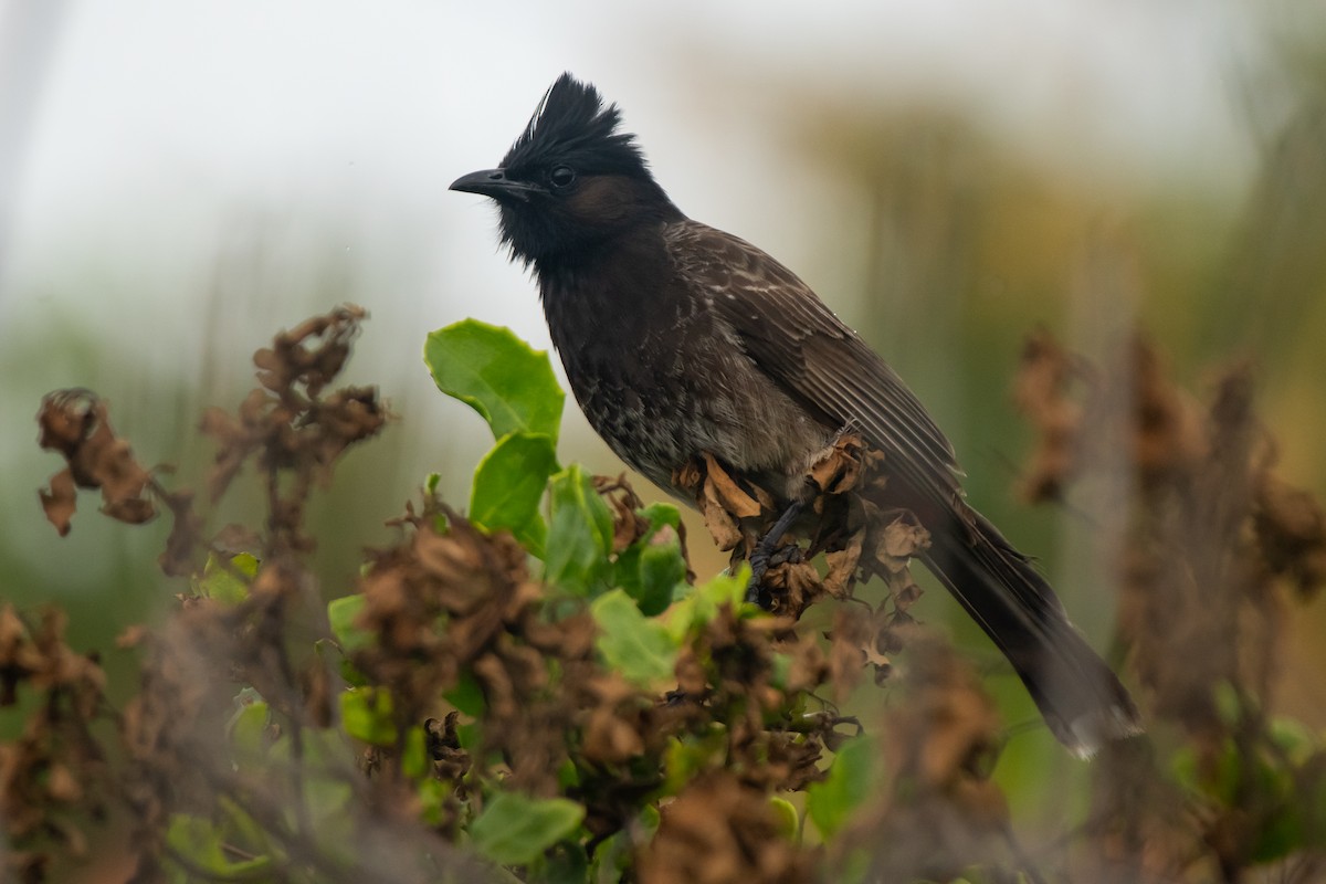 Red-vented Bulbul - ML615330528
