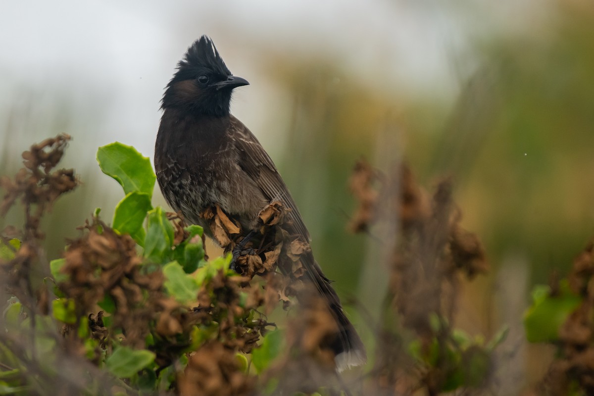 Red-vented Bulbul - ML615330529