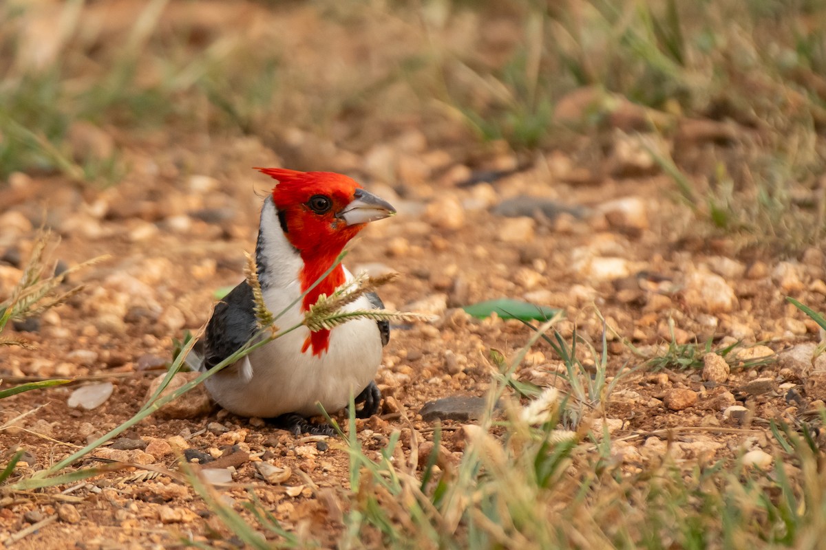 Red-crested Cardinal - ML615330658