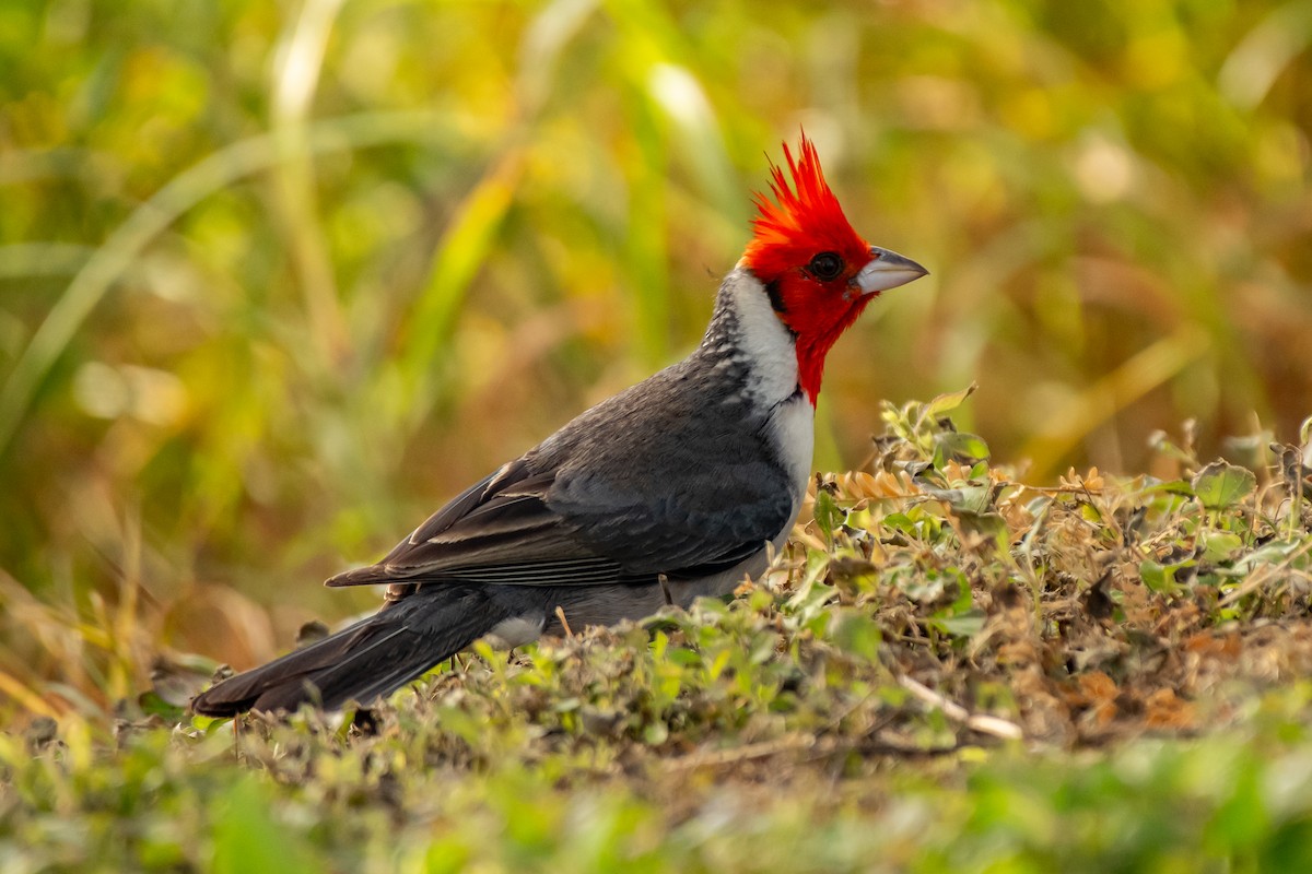 Red-crested Cardinal - ML615330660
