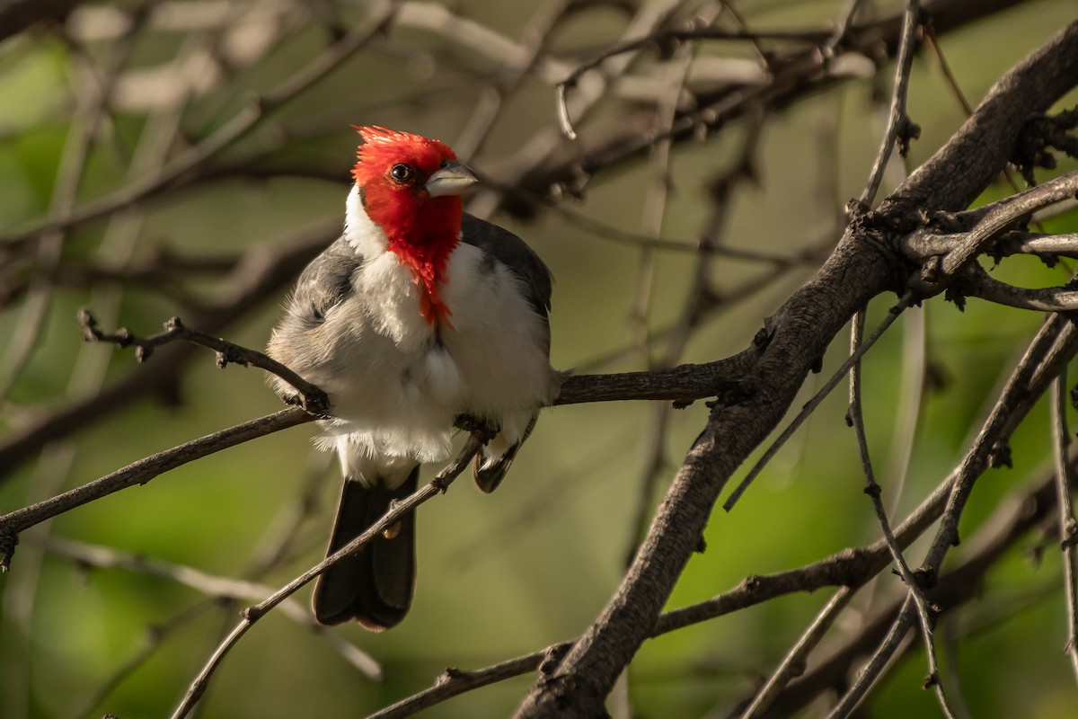 Red-crested Cardinal - Paul Block