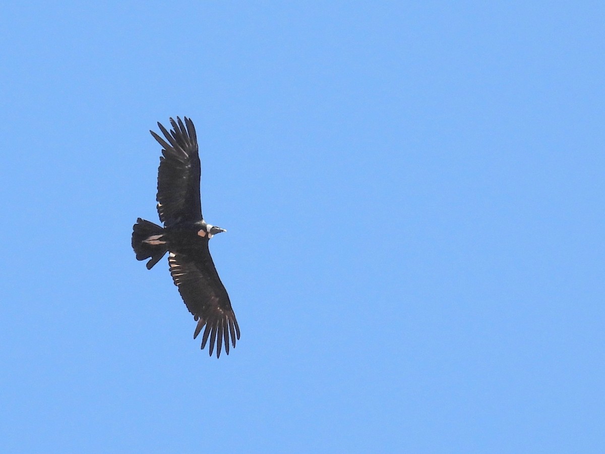 Andean Condor - ML615330662