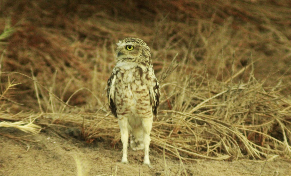 Burrowing Owl - ML615330694