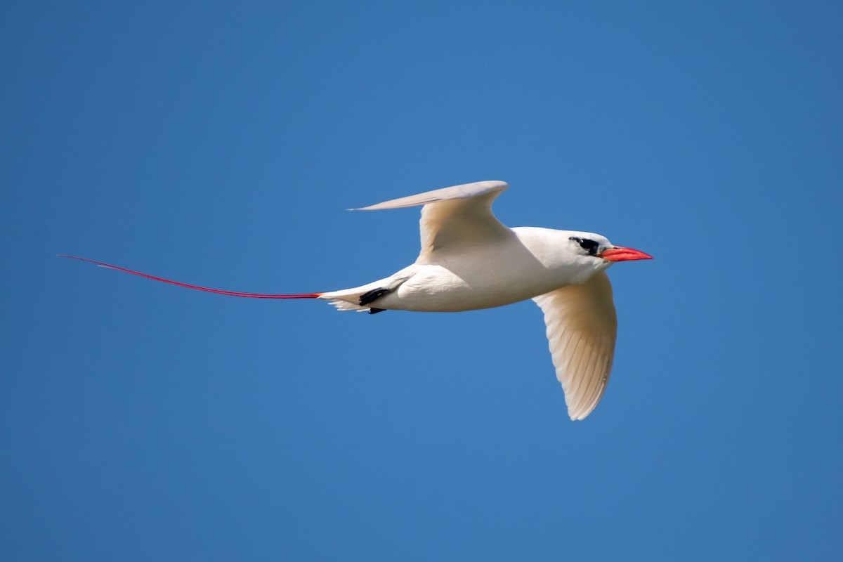 Red-tailed Tropicbird - ML615330785