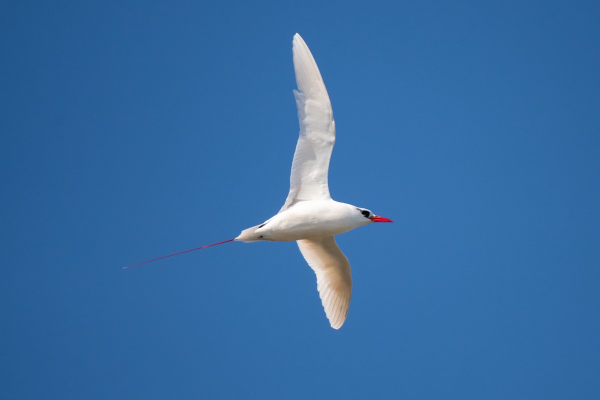 Red-tailed Tropicbird - ML615330786