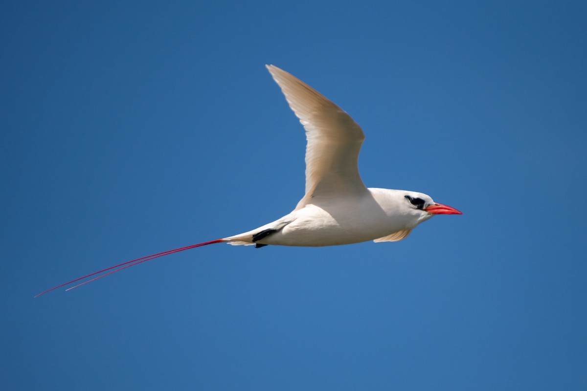 Red-tailed Tropicbird - ML615330792