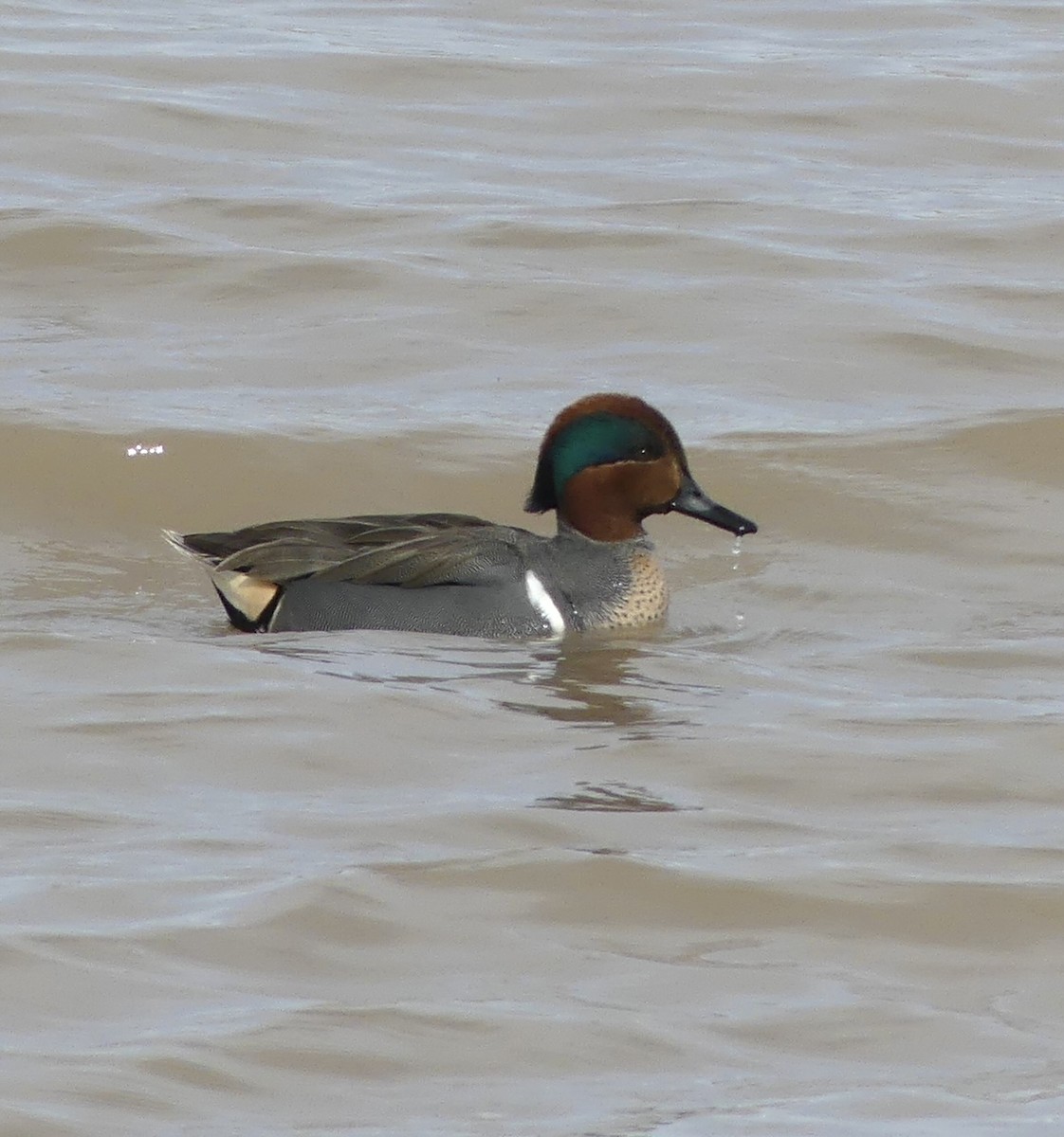 Green-winged Teal - ML615330805