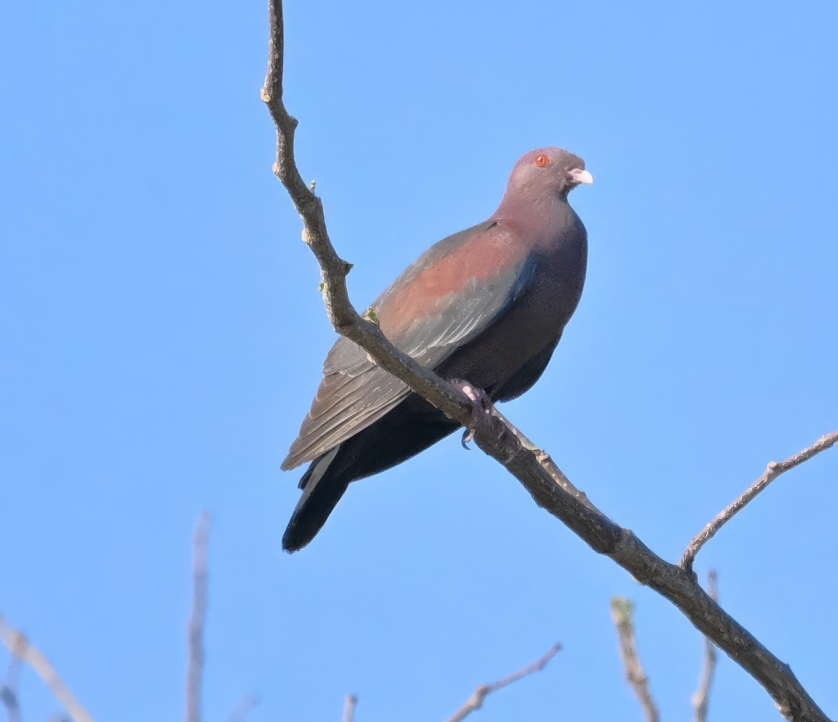 Pigeon à bec rouge - ML615330863