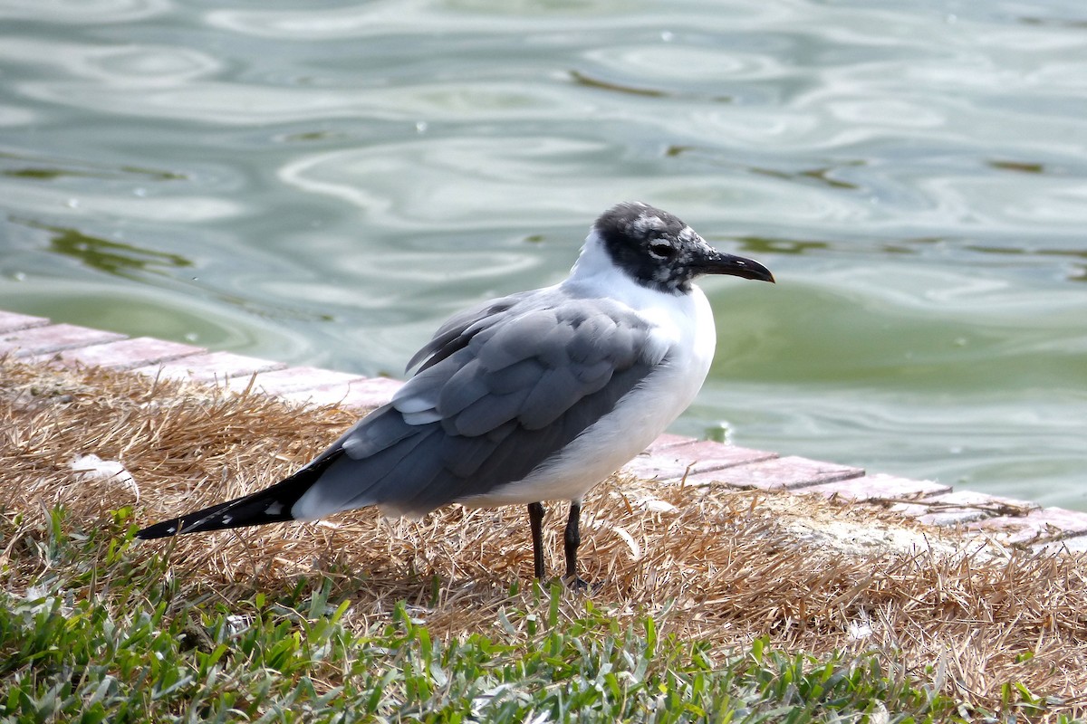 Laughing Gull - Claire  Kluskens