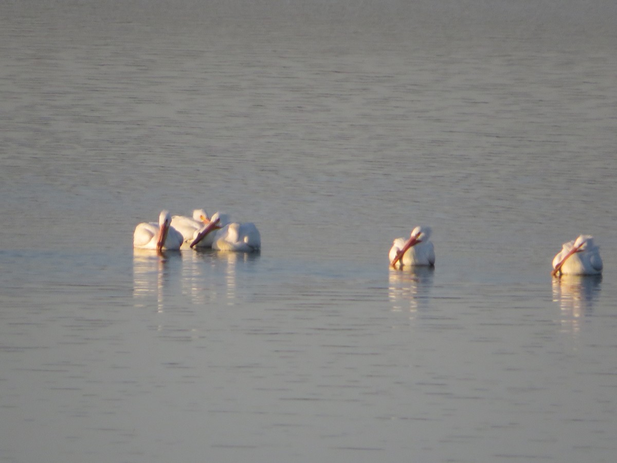 pelikán severoamerický - ML615331090