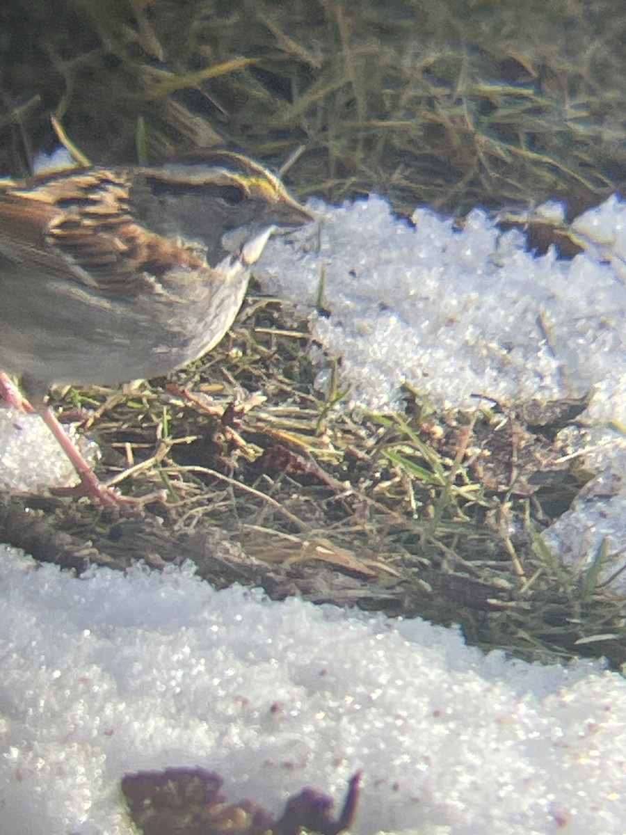 White-throated Sparrow - Grub Fay